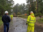 Storm damage fallen trees